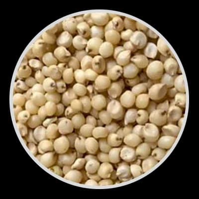 Jowar
