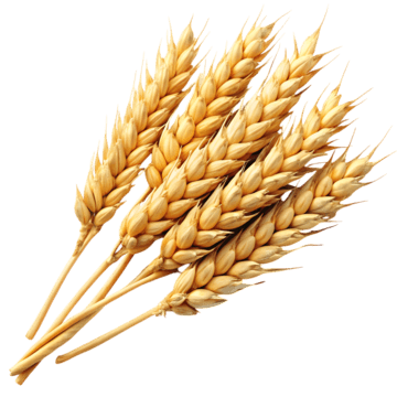 Maxwell Food Processing Product