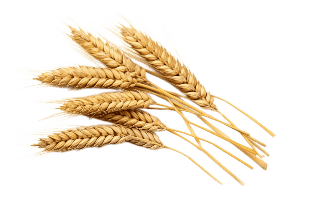 Food Processing Machinery