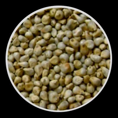 Bajri