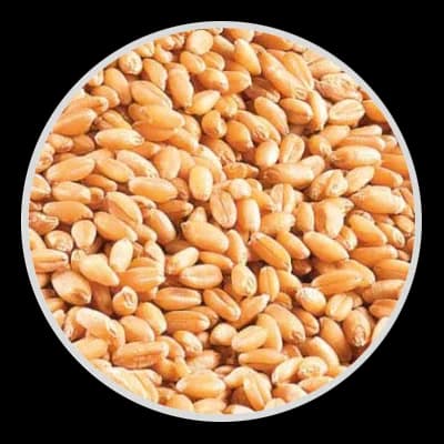 Wheat
